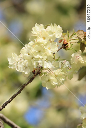 鬱金　鬱金桜　うこんの桜　桜　満開の鬱金 88967230
