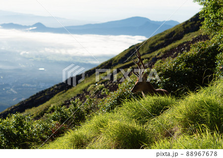 富士山中腹の野生鹿 富士山中腹の野生鹿 88967678