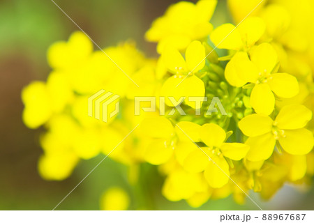 菜の花のクローズアップ 菜の花のクローズアップ 88967687