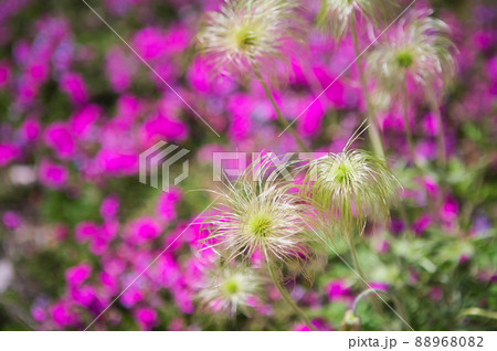 オキナグサとシバザクラ オキナグサとシバザクラ 88968082