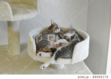 キャットタワーでお昼寝している仔猫 88968178