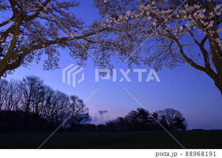 北杜市長坂町、明け行く蕪の桜並木と明けの金星 88968191
