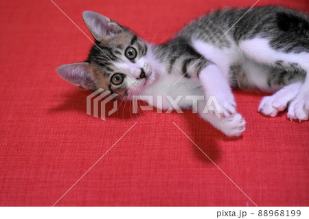 座布団に寝転ぶサバトラの仔猫 座布団に寝転ぶサバトラの仔猫 88968199