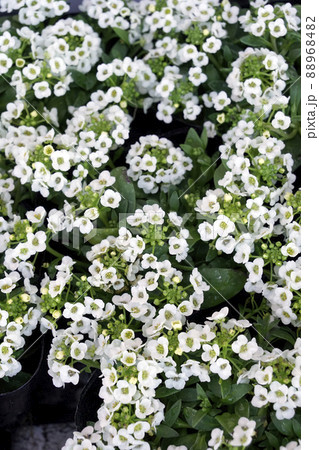 白く愛らしい小さなアリッサムの花 白く愛らしい小さなアリッサムの花 88968482
