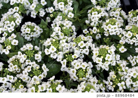 白く愛らしい小さなアリッサムの花 88968484
