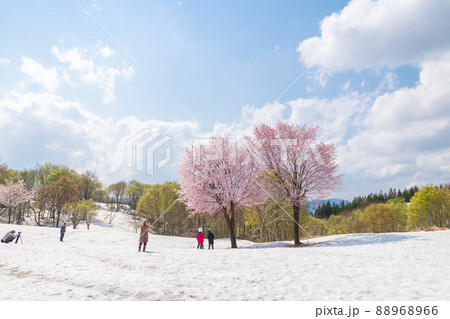 雪上の大山桜 雪上の大山桜 88968966