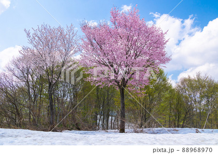 新緑の森と雪上桜2 88968970