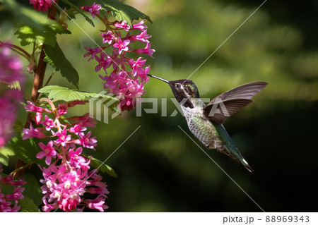 annas hummingbird and flower annas hummingbird and flower 88969343