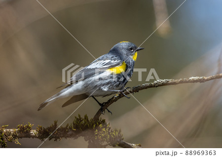 Yellow rumped warbler Yellow rumped warbler 88969363
