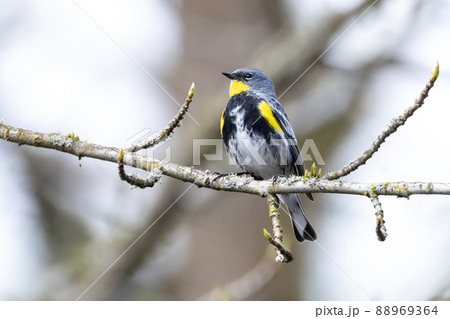 Yellow rumped warbler Yellow rumped warbler 88969364