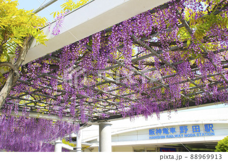 野田駅(阪神電車)の藤棚/大阪府大阪市福島区海老江1丁目 88969913