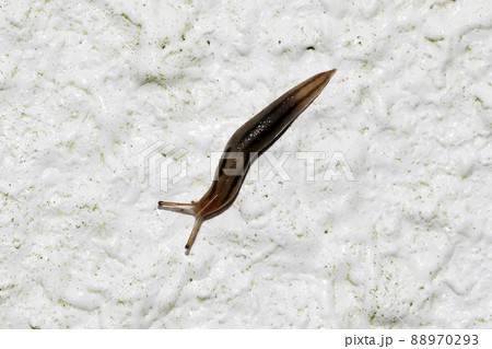 チャコウラナメクジ チャコウラナメクジ 88970293