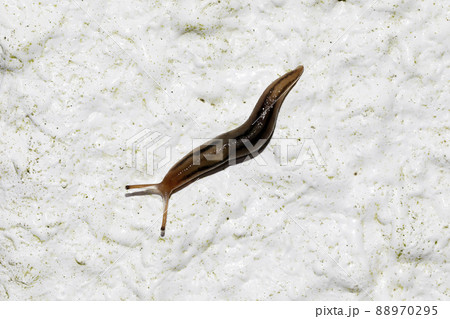 チャコウラナメクジ 88970295