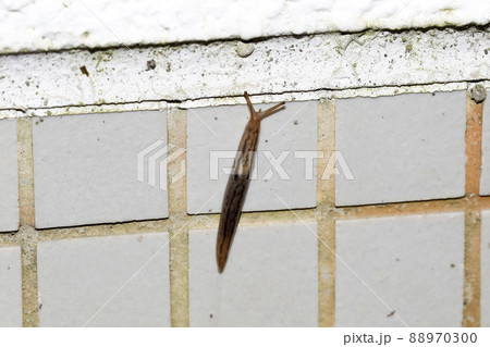 チャコウラナメクジ 88970300