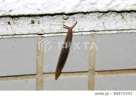 チャコウラナメクジ 88970302