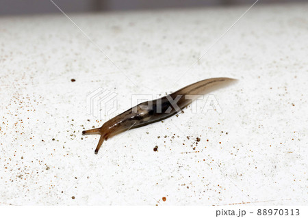 チャコウラナメクジ 88970313