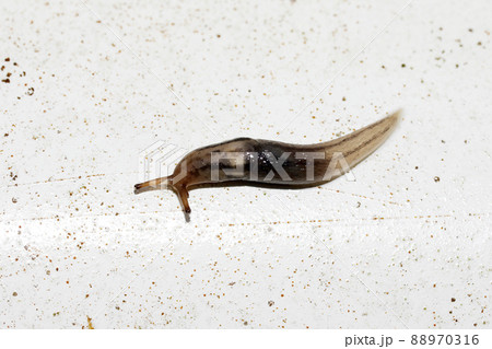 チャコウラナメクジ 88970316