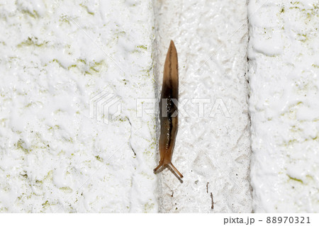 チャコウラナメクジ 88970321