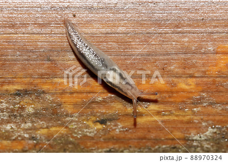 チャコウラナメクジ 88970324