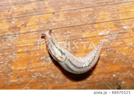 チャコウラナメクジ チャコウラナメクジ 88970325