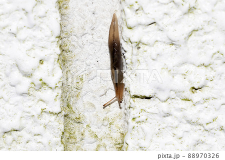 チャコウラナメクジ 88970326