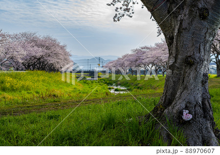 福岡県筑前町の草場川桜並木 福岡県筑前町の草場川桜並木 88970607