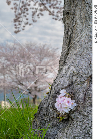 福岡県筑前町の草場川桜並木 福岡県筑前町の草場川桜並木 88970608