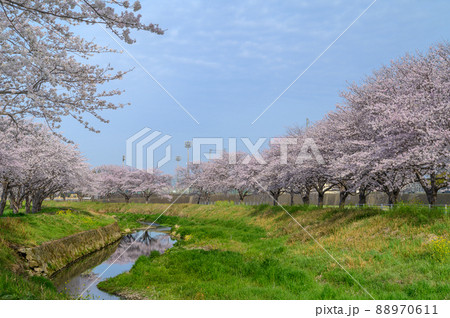 福岡県筑前町の草場川桜並木 福岡県筑前町の草場川桜並木 88970611