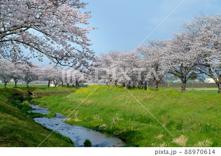 福岡県筑前町の草場川桜並木 88970614