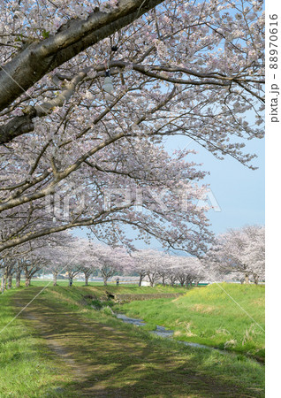 福岡県筑前町の草場川桜並木 88970616