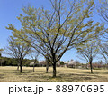 富山県 稲荷公園の新緑 88970695