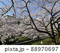 富山 松川べりの桜 88970697