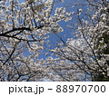 富山 稲荷公園の桜を見上げて 88970700