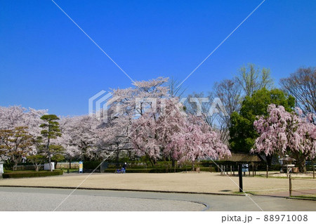 山形城跡・霞城公園の桜（山形県・山形市） 88971008