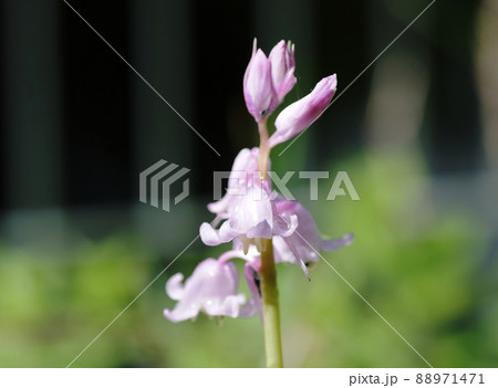 ヒヤシンス　Common hyacinth 88971471