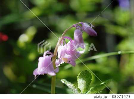 ヒヤシンス　Common hyacinth 88971473