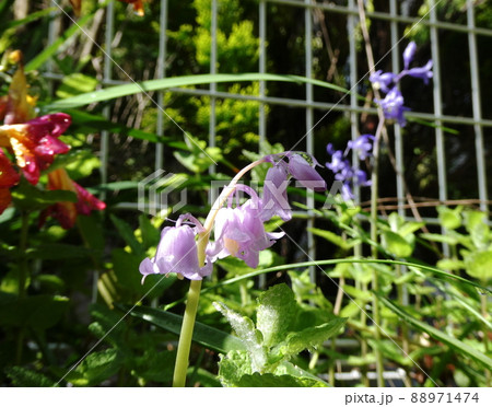 ヒヤシンス　Common hyacinth 88971474