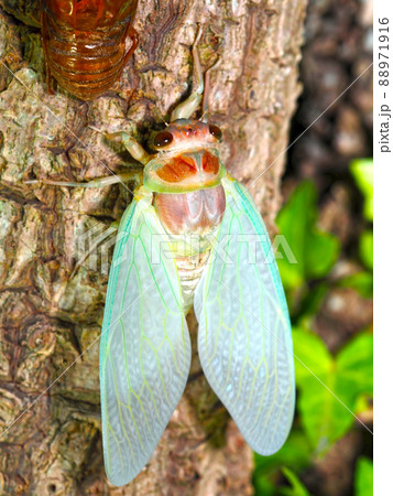 蝉の幼虫からの羽化(アブラゼミ) 蝉の幼虫からの羽化(アブラゼミ) 88971916