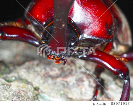 カブトムシの正面のアップ 昆虫 虫 甲虫 夜行性 成虫 生物 夏休み むし オス かぶとむし カブトムシの正面のアップ 昆虫 虫 甲虫 夜行性 成虫 生物 夏休み むし オス かぶとむし 88971917