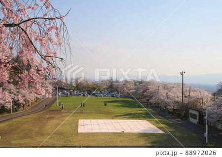 天童公園・舞鶴山・桜（山形県・天童市） 88972026
