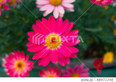 鮮やかな花 鮮やかな花 88972248