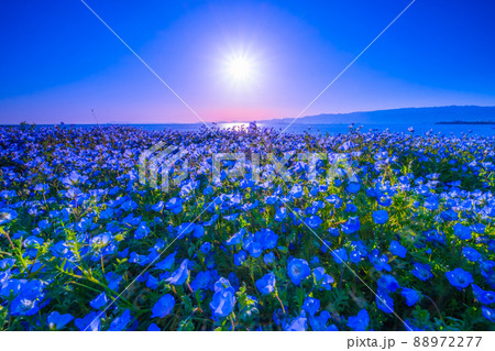 大阪舞洲シーサイドパークのネモフィラと太陽 88972277
