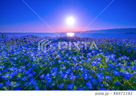 大阪舞洲シーサイドパークのネモフィラと太陽 88972282