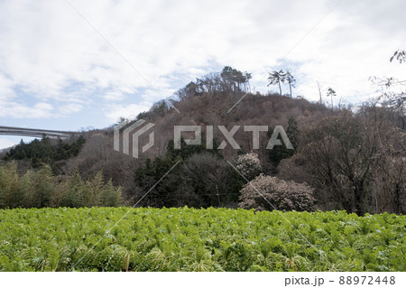 長井坂城跡　全景 88972448