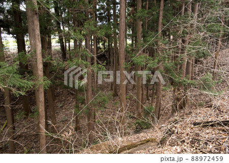 長井坂城　三の丸跡に残る巨大空堀 88972459
