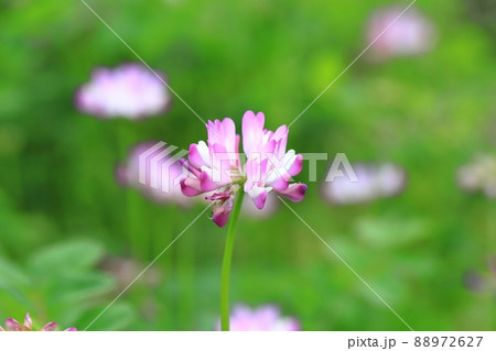 かわいい蓮華草（レンゲソウ）の花　　 88972627