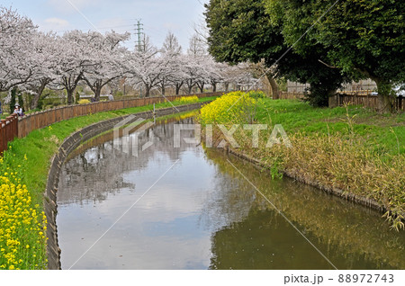 見沼田圃:見沼代用水東縁 見沼桜回廊 見沼田圃:見沼代用水東縁 見沼桜回廊 88972743