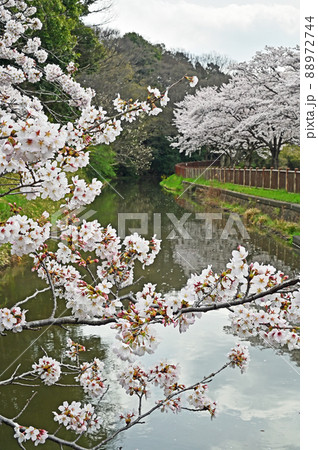 見沼田圃:見沼代用水東縁 見沼桜回廊 見沼田圃:見沼代用水東縁 見沼桜回廊 88972744