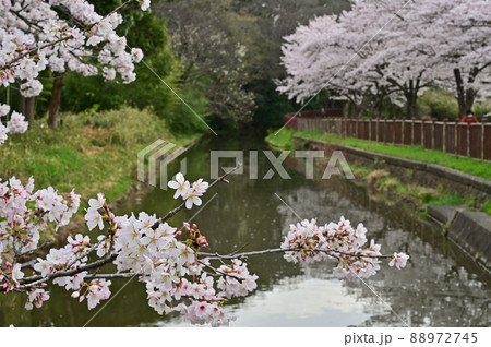 見沼田圃:見沼代用水東縁 見沼桜回廊 見沼田圃:見沼代用水東縁 見沼桜回廊 88972745