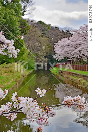 見沼田圃：見沼代用水東縁　見沼桜回廊　 88972746